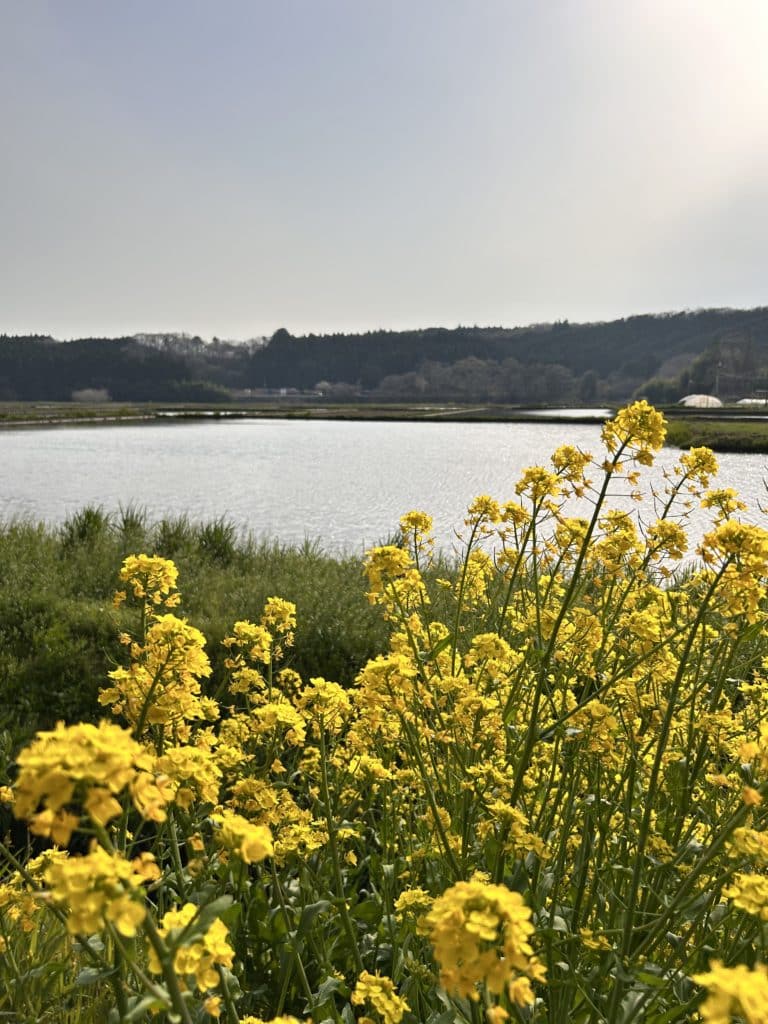 暖かくなってまいりました(^^♪ 1 IMG 0079